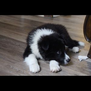 Meet your Posher, Emma